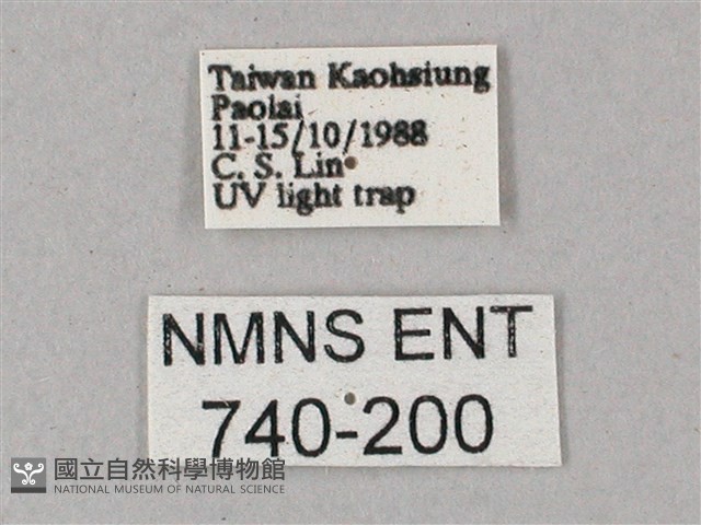綠背斜紋天蛾藏品圖，第3張