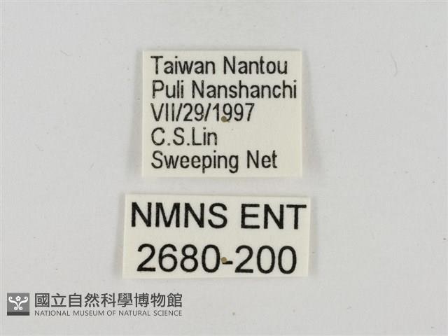 淡褐脈粉蝶藏品圖，第3張