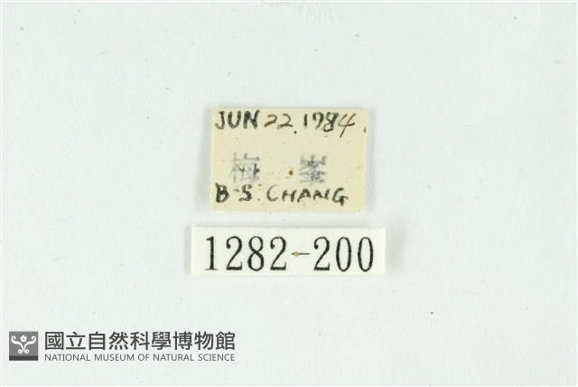 白斑散紋夜蛾藏品圖，第3張