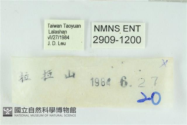 拉拉山鑽灰蝶藏品圖，第3張