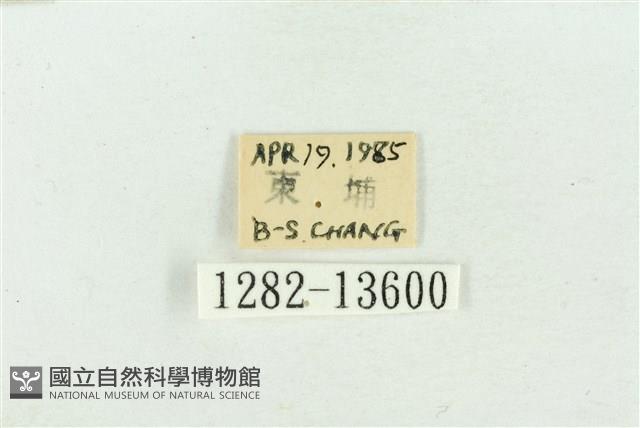 臺灣斑蕊夜蛾藏品圖，第3張