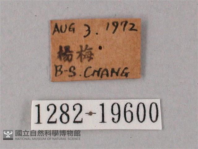 直翅斜紋天蛾藏品圖，第3張