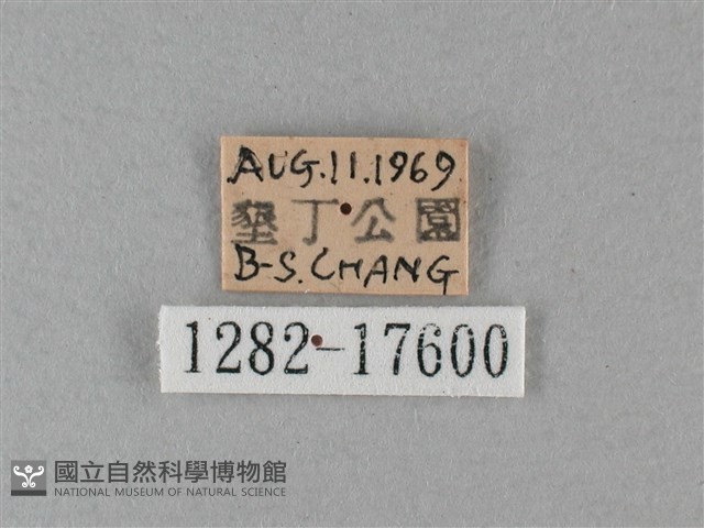 大白斑蝶藏品圖，第3張
