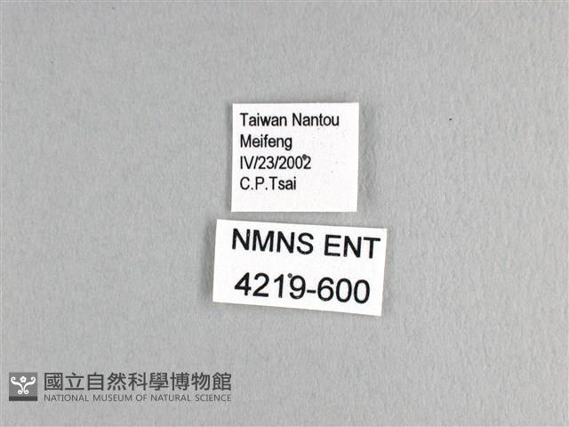 劍鳳蝶藏品圖，第3張