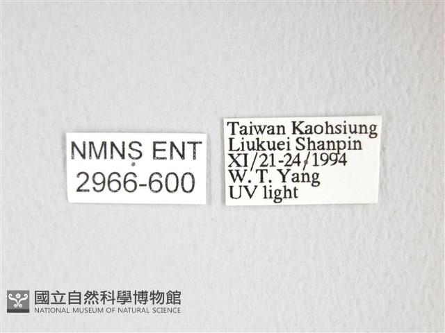 凹角鉤蛾藏品圖，第3張