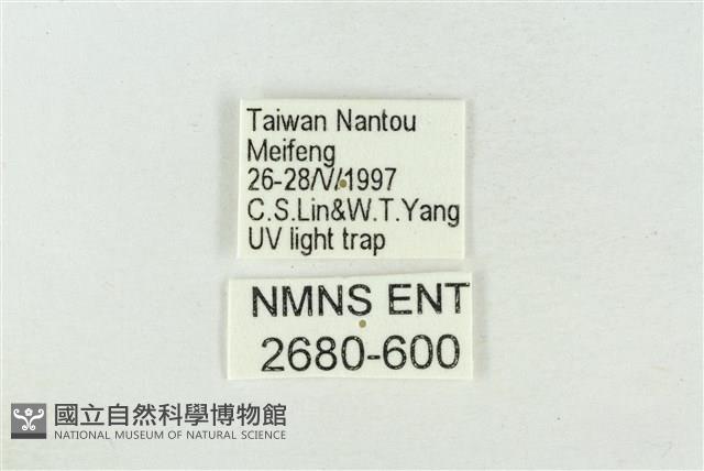 臺洒波紋蛾藏品圖，第3張