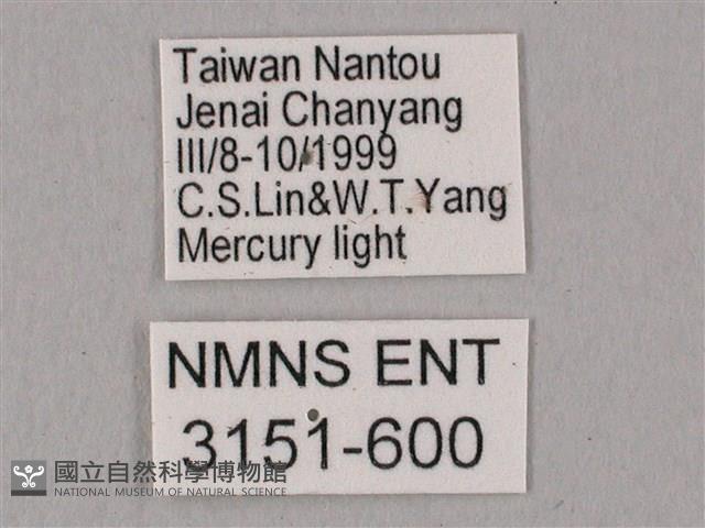 栗六點天蛾藏品圖，第3張