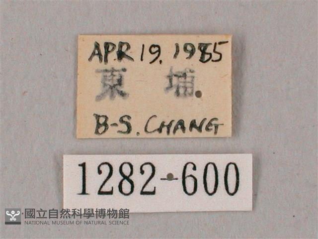 粗斜紋天蛾藏品圖，第3張