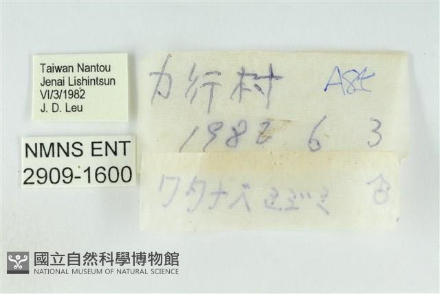 霓彩燕灰蝶藏品圖，第3張