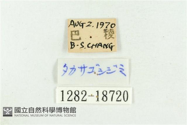 高砂燕灰蝶藏品圖，第3張