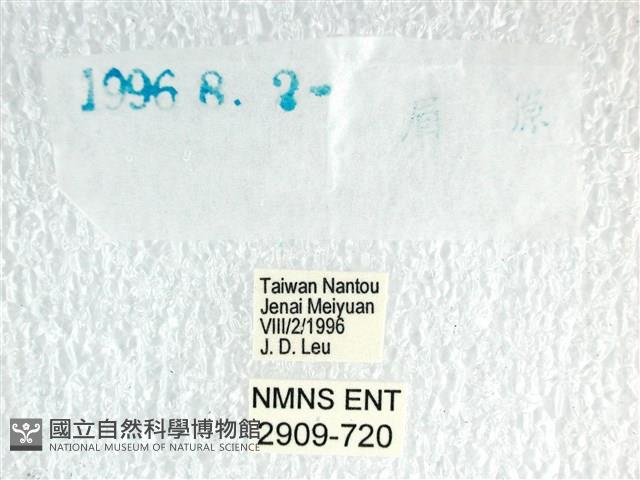 長翅弄蝶藏品圖，第3張