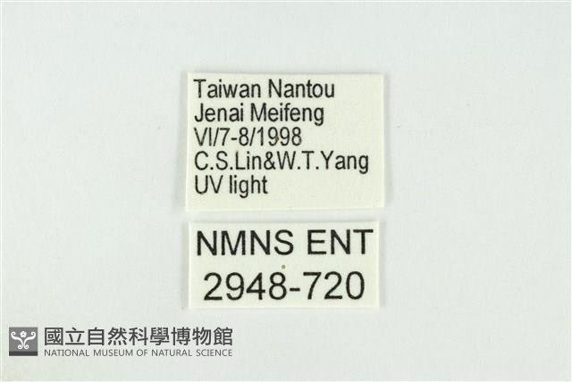 黑翅黃毒蛾藏品圖，第3張