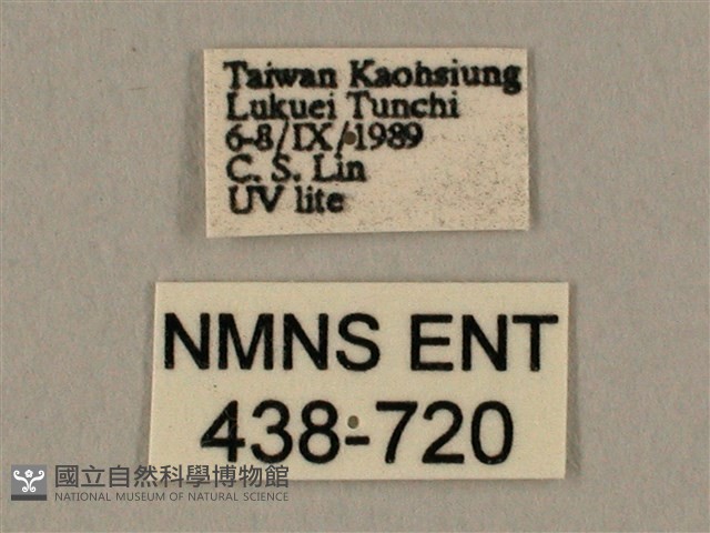 棕綠背線天蛾藏品圖，第3張