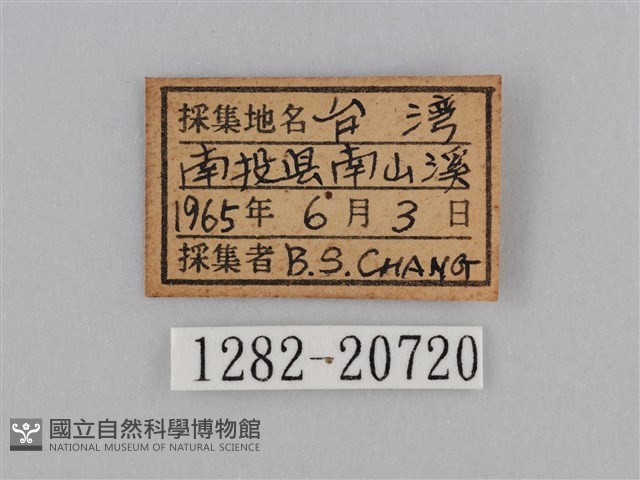 紫帶眉眼蝶藏品圖，第3張