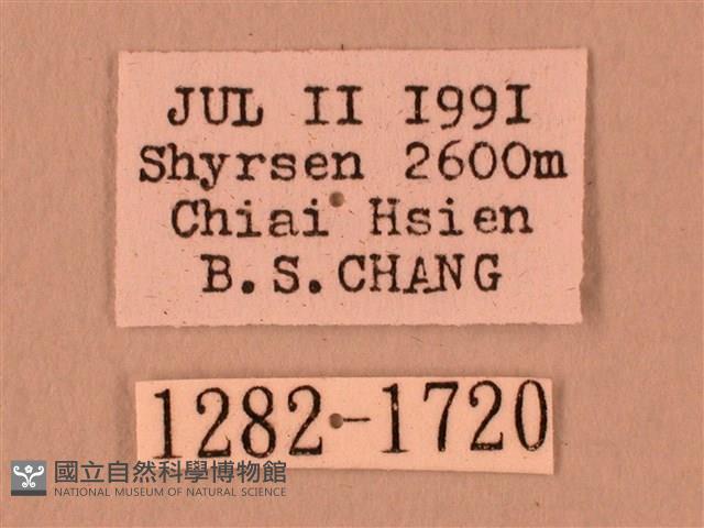 暗綠白腰天蛾藏品圖，第3張