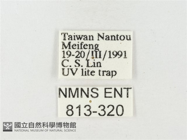 紋黃粉蝶藏品圖，第3張