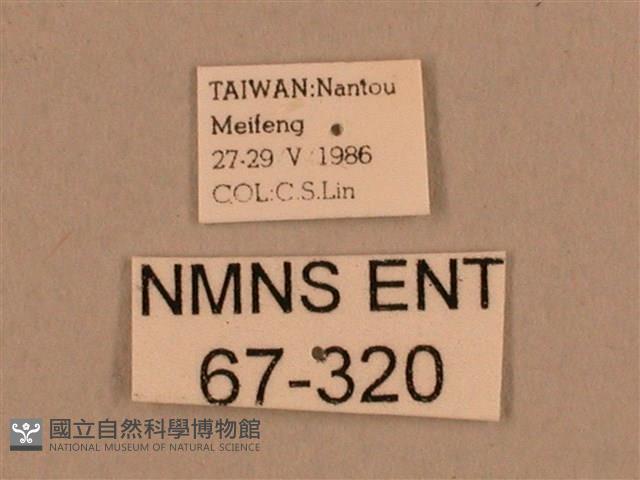 棕綠背線天蛾藏品圖，第3張