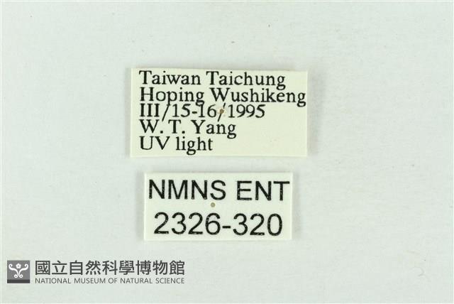 帶波紋蛾藏品圖，第3張