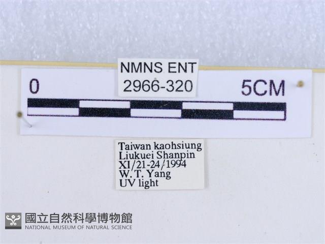 閃光苔蛾藏品圖，第3張