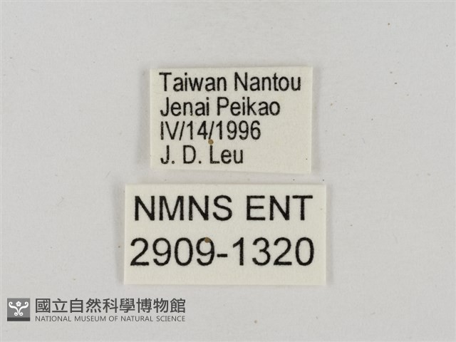 淡褐脈粉蝶藏品圖，第3張