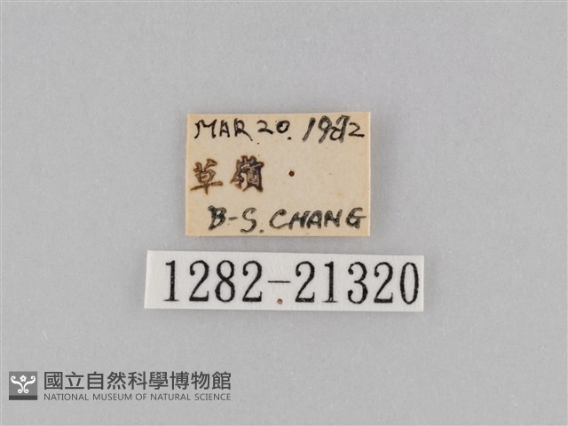 密紋波眼蝶藏品圖，第3張