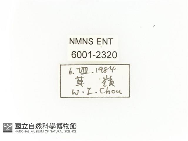 臺灣扇角金龜藏品圖，第2張