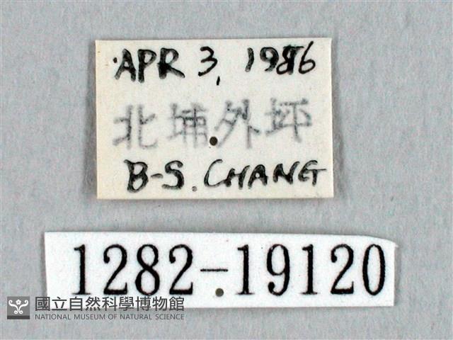 埔里帶蛾藏品圖，第3張