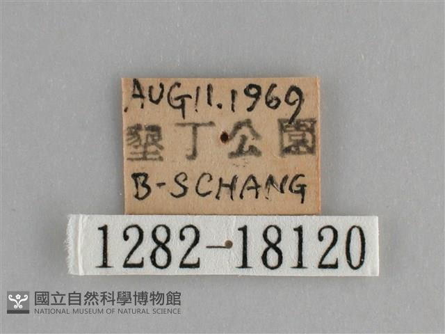 遷粉蝶、淡黃蝶藏品圖，第3張