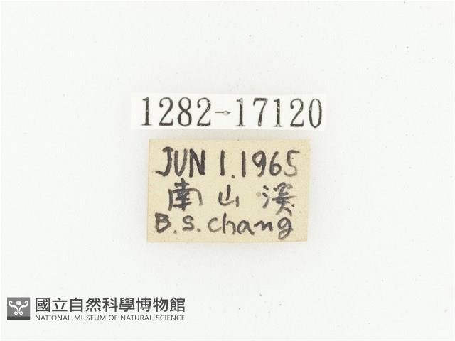 橫斑黑花金龜藏品圖，第2張