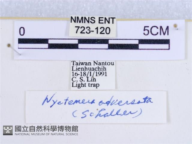 粉蝶燈蛾藏品圖，第3張