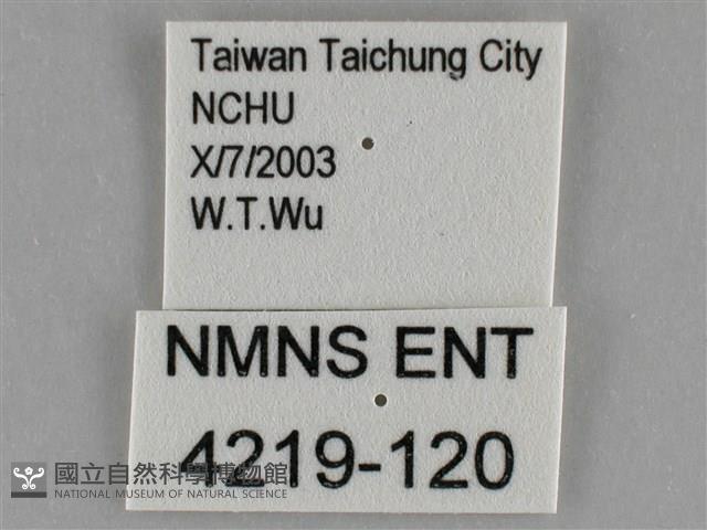 細波遷粉蝶藏品圖，第3張