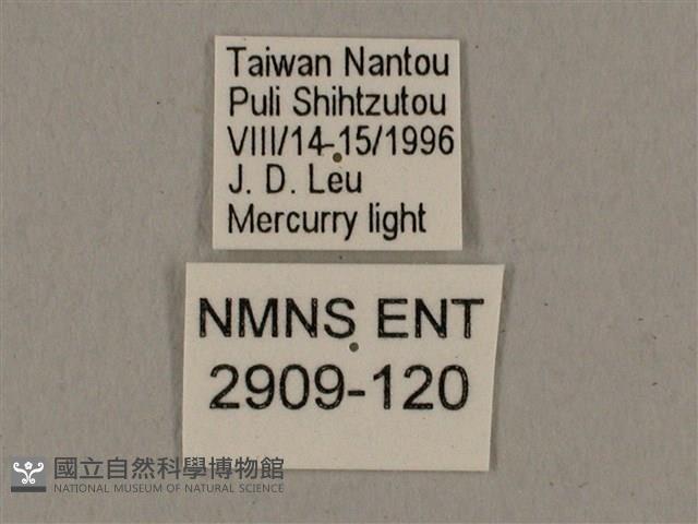 廣東鷹翅天蛾藏品圖，第3張