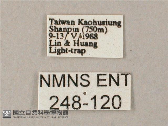 雙斑白肩天蛾藏品圖，第3張