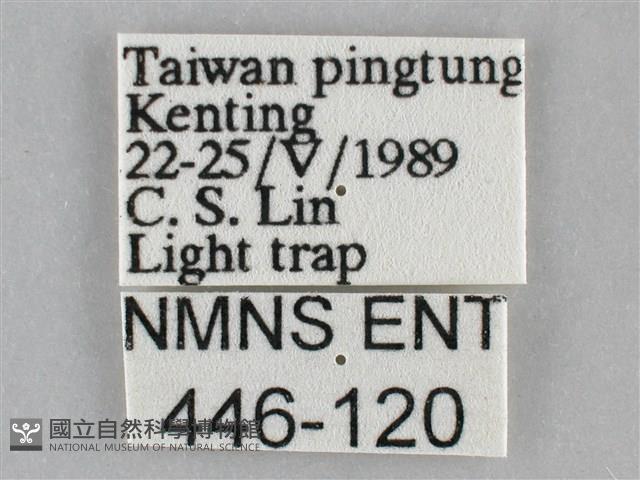 褐點仿眉刺蛾藏品圖，第3張
