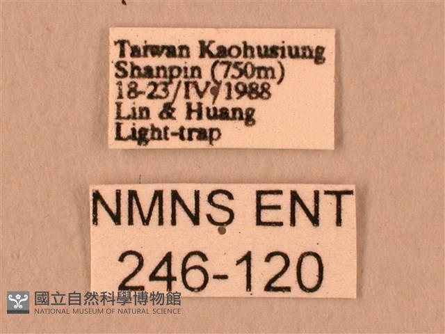 白星天蛾藏品圖，第3張