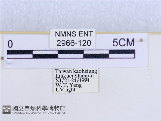 閃光苔蛾藏品圖，第3張