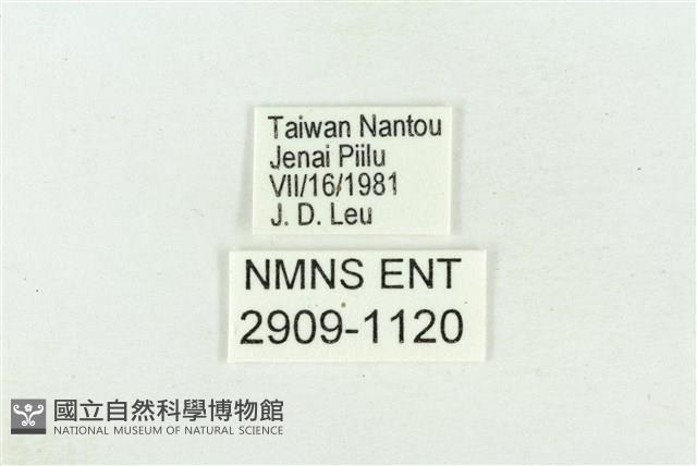 珠灰蝶藏品圖，第3張