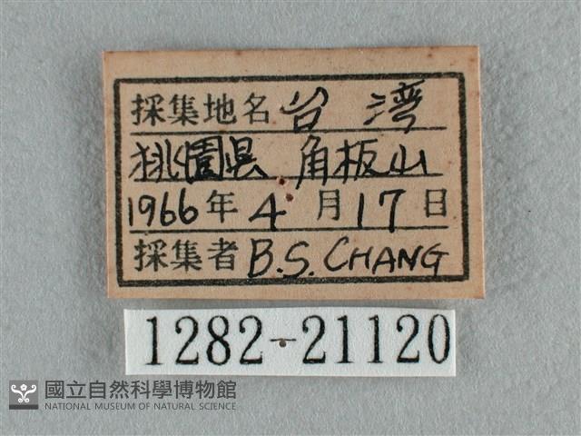 豆波灰蝶藏品圖，第3張