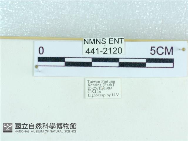 粉蝶燈蛾藏品圖，第3張