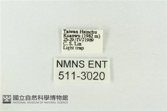 連珠波紋蛾藏品圖，第3張