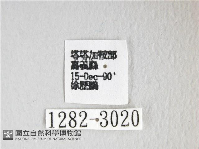 彌新冥枯葉蛾藏品圖，第3張