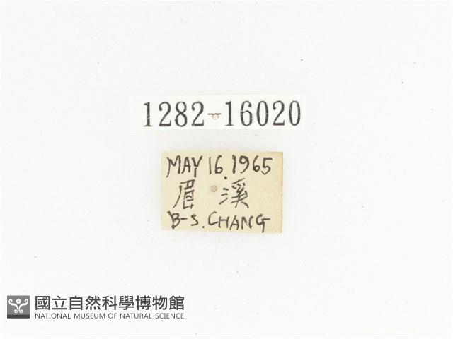 金艷騷金龜藏品圖，第2張