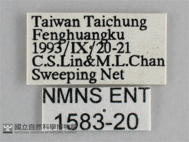 藍紋鋸眼蝶藏品圖，第3張