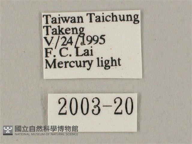 白點天蛾 藏品圖，第3張