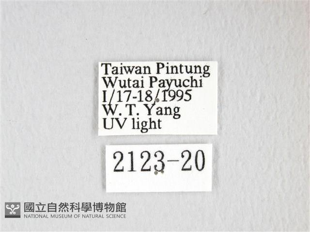 彌新冥枯葉蛾藏品圖，第3張