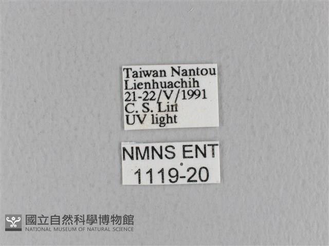 青枯葉蛾藏品圖，第3張