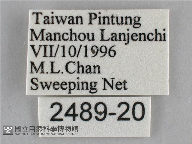 纖粉蝶藏品圖，第3張