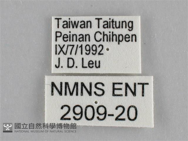 細波遷粉蝶藏品圖，第3張