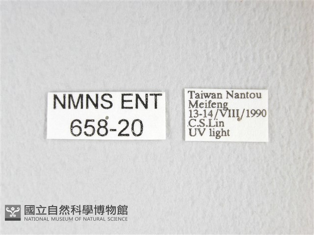 黃豹天蠶蛾藏品圖，第3張