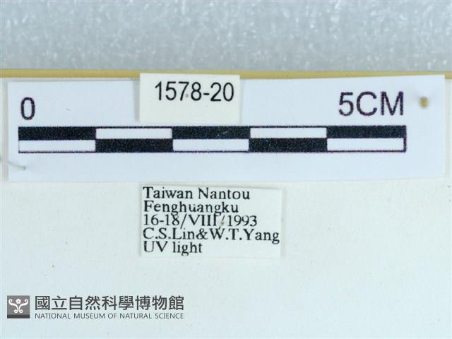 粉蝶燈蛾藏品圖，第3張